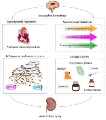 Acute kidney injury after intracerebral hemorrhage: a mini review